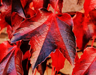 nature, blur, leaves, tree thumbnail