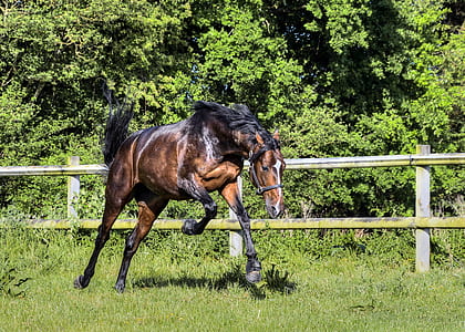 brown horse running on grass thumbnail