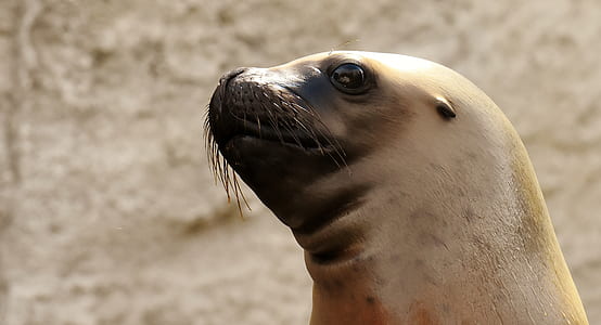 close up photography of brown seal thumbnail