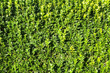 green leaf plants thumbnail