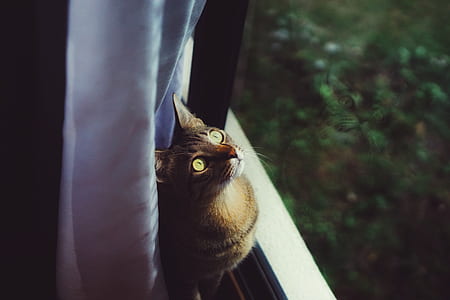 cat looking at the window thumbnail