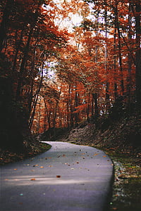 road surrounded by orange trees during daytime thumbnail