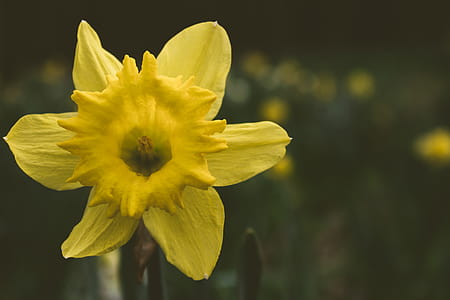 Close-up Photography of Daffodil Flower thumbnail