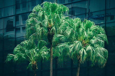 building, trees, metal, glass thumbnail