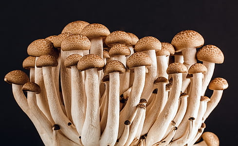 bunch of mushroom thumbnail