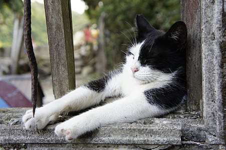 selective focus of cat leaning on window thumbnail