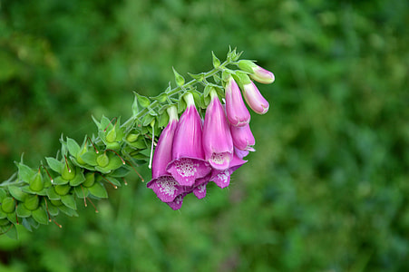 Digitalis Flowers, Foxglove Flowers thumbnail