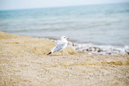 white seagull bird on shore thumbnail