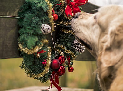 adult light golden retriever standing near Christmas wreath thumbnail