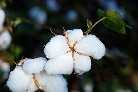 selective focus photography of cotton tree thumbnail