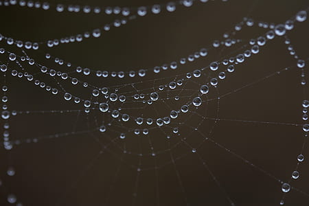 water drops on cobweb thumbnail