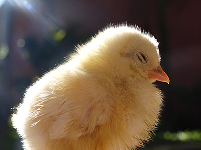 yellow chick thumbnail