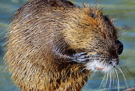 brown seal in shallow focus photography thumbnail