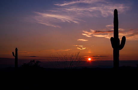 Sunset as Saguaro Cactus seen in the foreground thumbnail
