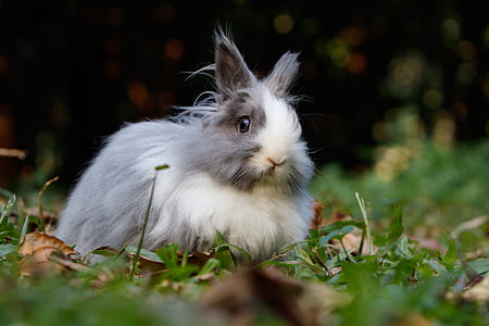selective focus photography of lionhead rabbit thumbnail