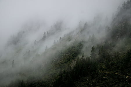 trees on hill during foggy day thumbnail