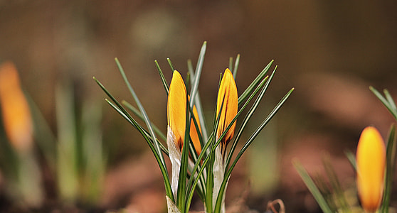selective focus photography of yellow flower bud thumbnail