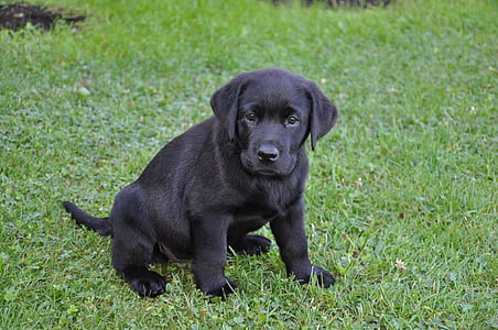 black Labrador retriever puppy sitting on grass thumbnail