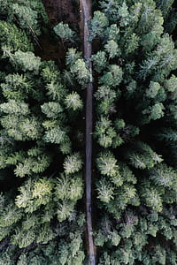 bird's eye view of green trees thumbnail