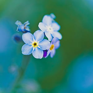 nature, flowers, blue, petals thumbnail