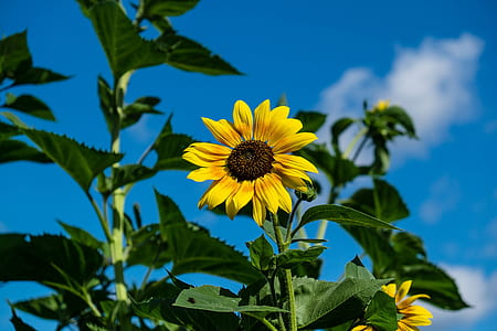 flower, sunflower, flower wallpaper thumbnail