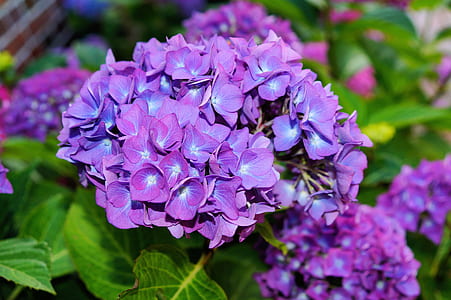 blooming purple flowers thumbnail