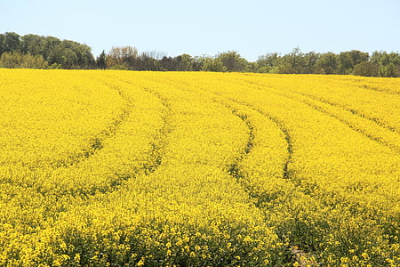yellow petal flower field thumbnail