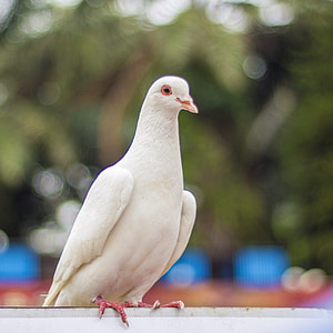 shift tilt lens photography of white bird thumbnail