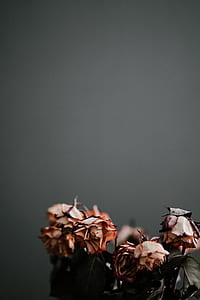 orange withered roses thumbnail