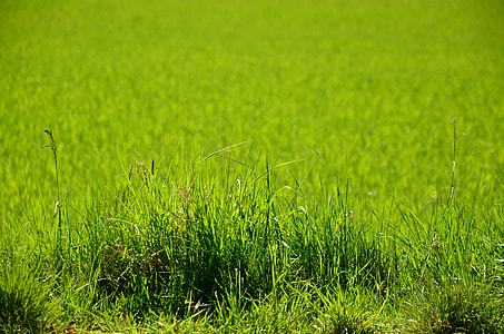 green grasses thumbnail