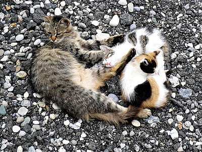 short-coated brown cat laying on black sand thumbnail