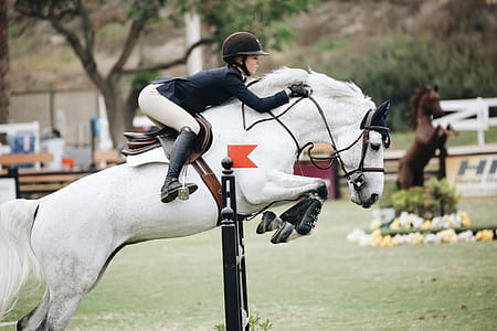 Woman Wearing Black Long-sleeved Blazer on White Horse thumbnail