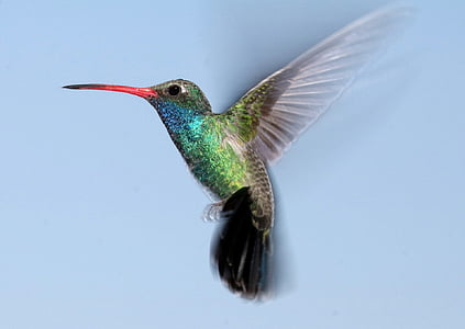 green and blue hummingbird thumbnail