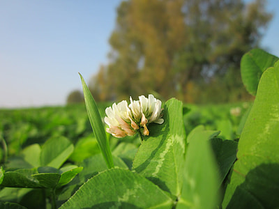 Trifolium Repens, White Clover thumbnail