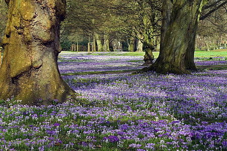 bed of Violet flowers thumbnail