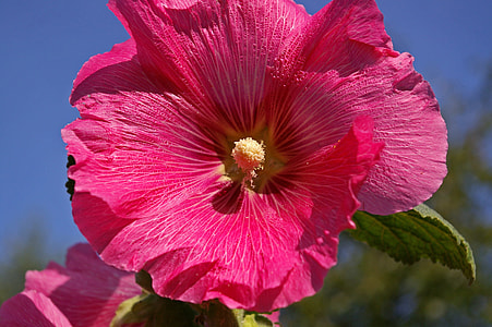 pink petaled flower closeup photography thumbnail