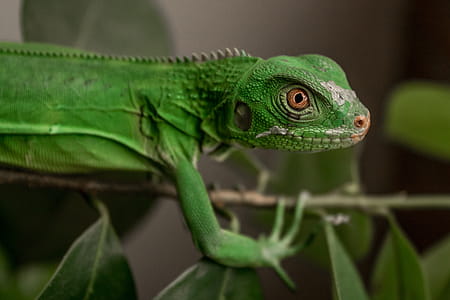 Green Lizard On A Plant thumbnail