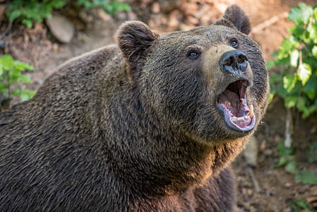 wildlife photography of brown bear near green leafed plant thumbnail