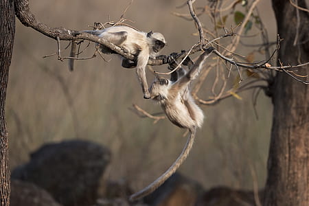 two monkeys on tree branch thumbnail