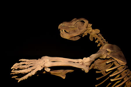 Giant Cave Bear - Extinct Megafauna thumbnail