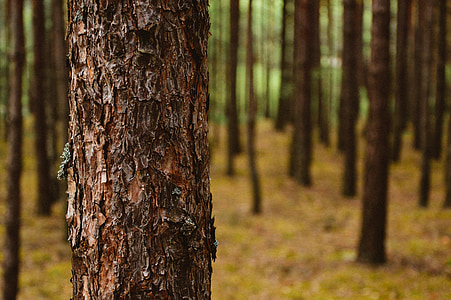 shallow focus photo of tree thumbnail