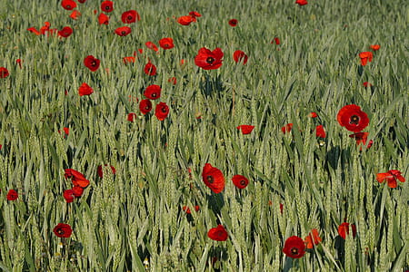 common poppy plants thumbnail