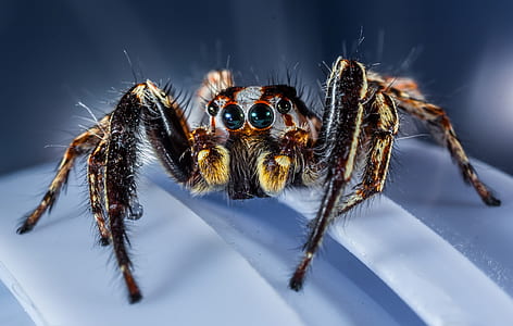 close-up photo of gray and black jumping spider thumbnail