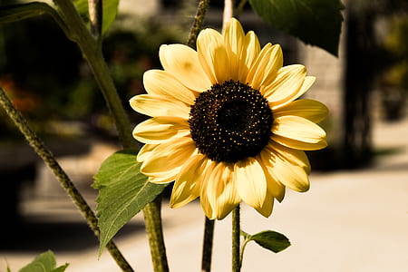 Sunflower flower thumbnail