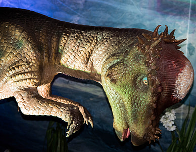 Pachycephalosaurus Dinosaur thumbnail