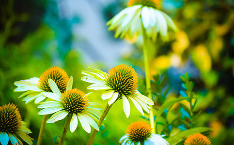 shallow focus photography of white and yellow flowers thumbnail