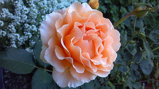 closeup photography of peach rose thumbnail