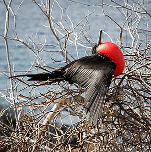 red neck black bird thumbnail