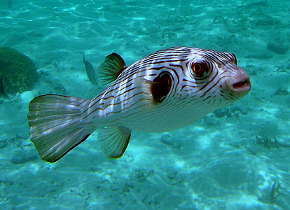 white and black fish thumbnail