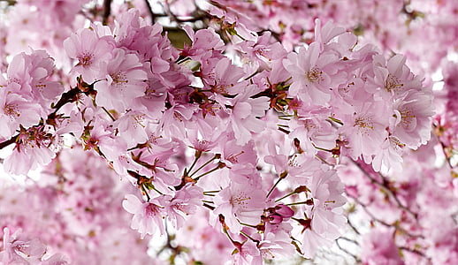 pink flowers thumbnail